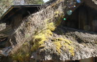 茅葺屋根に苔が生えて腐っている様子